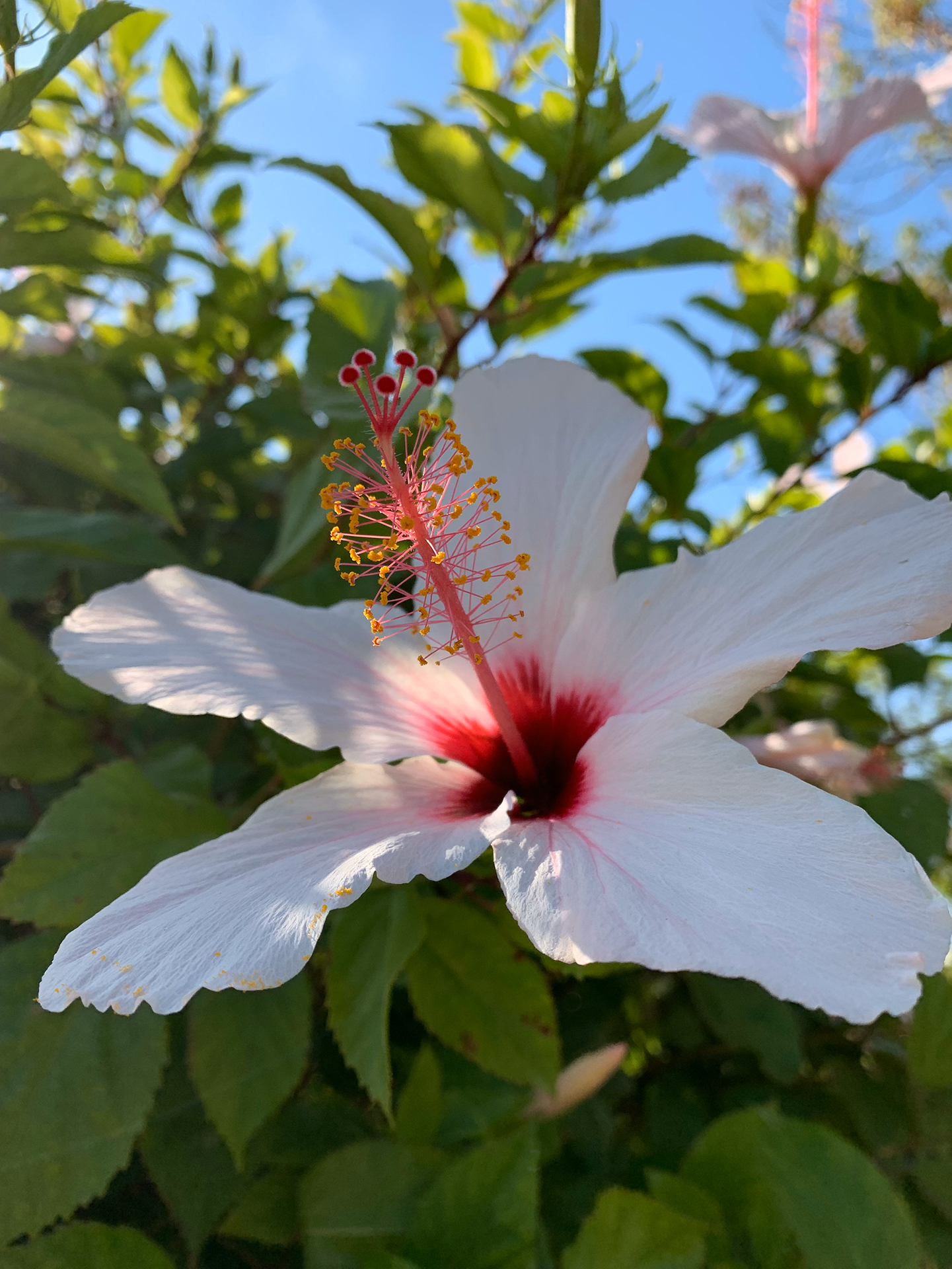 Bloem en Boom